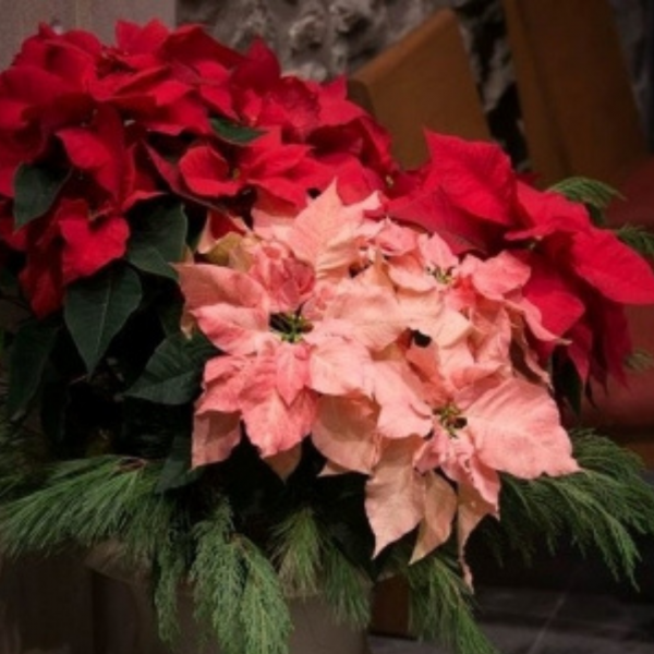 Christmas Flowers